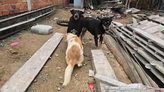 Post 5 by Fan Funny Dogs on YouTube (video)