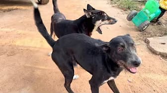 Post 6 by Fan Funny Dogs on YouTube (video)