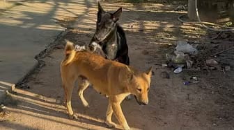 Post 3 by Fan Funny Dogs on YouTube (video)