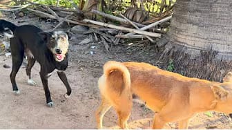 Post 4 by Fan Funny Dogs on YouTube (video)