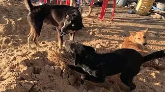Post 2 by Fan Funny Dogs on YouTube (video)