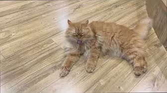 Post 2 by Cat Life on YouTube (video)