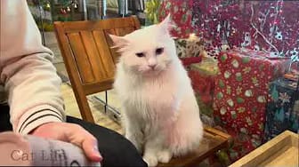 Post 1 by Cat Life on YouTube (video)