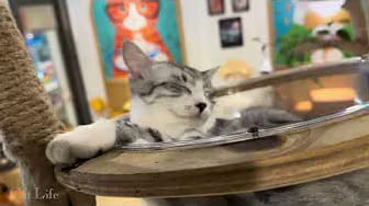 Post 4 by Cat Life on YouTube (video)