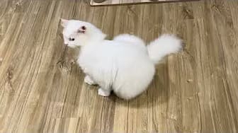 Post 5 by Cat Life on YouTube (video)