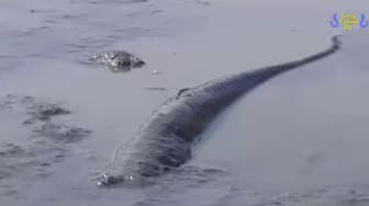 Post 3 by Crazy Fishing BD on YouTube (video)