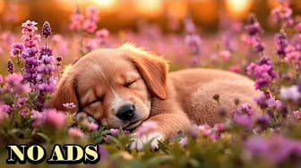 Post 5 by Peaceful Dog Sleep on YouTube (video)