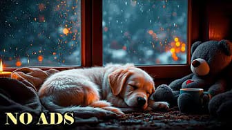 Post 1 by Peaceful Dog Sleep on YouTube (video)