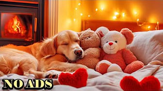 Post 2 by Peaceful Dog Sleep on YouTube (video)