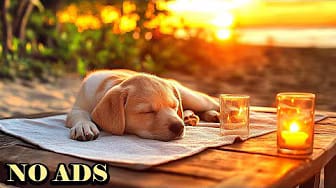 Post 4 by Peaceful Dog Sleep on YouTube (video)