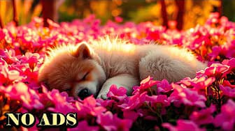 Post 3 by Peaceful Dog Sleep on YouTube (video)