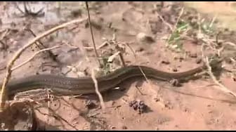 Post 4 by Snake TV on YouTube (video)