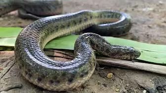Post 1 by Snake TV on YouTube (video)