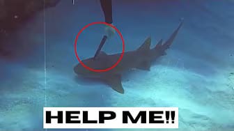 Post 10 by Wildlife Rescue on YouTube (video)