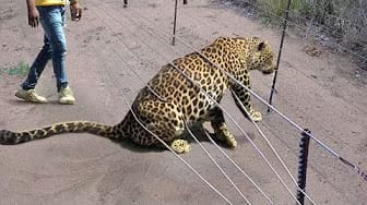 Post 7 by Wildlife Rescue on YouTube (video)