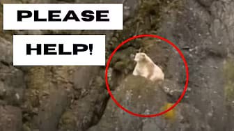 Post 2 by Wildlife Rescue on YouTube (video)