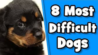 Post 2 by DoggOwner on YouTube (video)