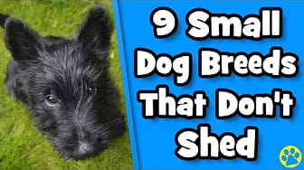 Post 9 by DoggOwner on YouTube (video)