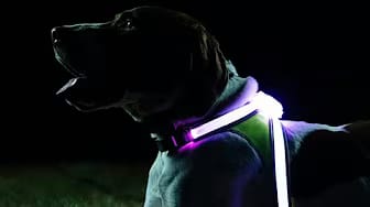 Post 3 by DoggOwner on YouTube (video)