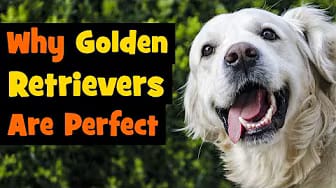 Post 7 by DoggOwner on YouTube (video)