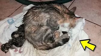 Post 2 by STRUGGLING ANIMALS on YouTube (video)