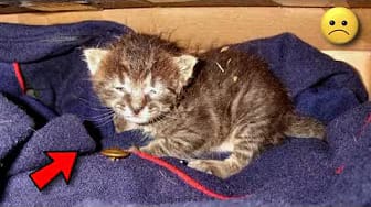 Post 1 by STRUGGLING ANIMALS on YouTube (video)