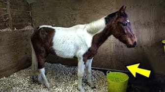 Post 7 by STRUGGLING ANIMALS on YouTube (video)