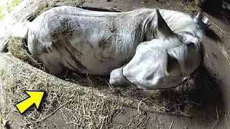 Post 4 by STRUGGLING ANIMALS on YouTube (video)