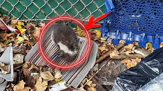 Post 3 by STRUGGLING ANIMALS on YouTube (video)