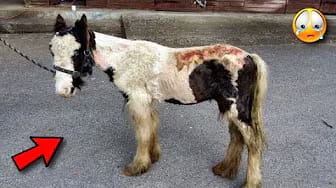 Post 6 by STRUGGLING ANIMALS on YouTube (video)
