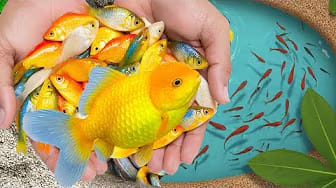 Post 10 by Fish Small Ponds on YouTube (video)