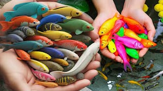 Post 8 by Fish Small Ponds on YouTube (video)