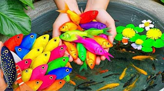 Post 2 by Fish Small Ponds on YouTube (video)
