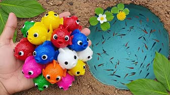 Post 7 by Fish Small Ponds on YouTube (video)