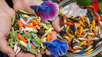 Post 6 by Fish Small Ponds on YouTube (video)