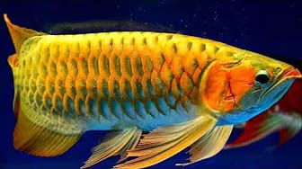 Post 3 by Fish Small Ponds on YouTube (video)