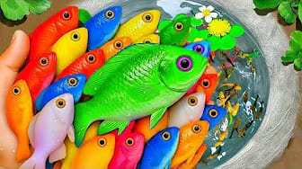 Post 1 by Fish Small Ponds on YouTube (video)