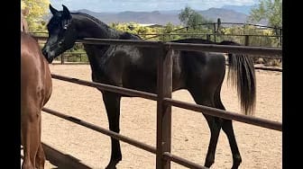 Post 10 by AZPIN ARABIANS - Black Straight Egyptian Arabians on YouTube (video)