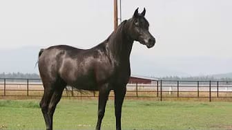 Post 9 by AZPIN ARABIANS - Black Straight Egyptian Arabians on YouTube (video)