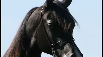 Post 8 by AZPIN ARABIANS - Black Straight Egyptian Arabians on YouTube (video)