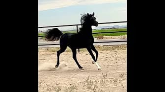 Post 7 by AZPIN ARABIANS - Black Straight Egyptian Arabians on YouTube (video)