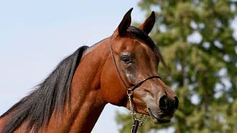 Post 2 by AZPIN ARABIANS - Black Straight Egyptian Arabians on YouTube (video)