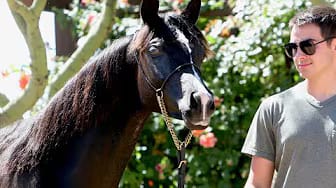Post 4 by AZPIN ARABIANS - Black Straight Egyptian Arabians on YouTube (video)