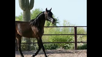 Post 3 by AZPIN ARABIANS - Black Straight Egyptian Arabians on YouTube (video)