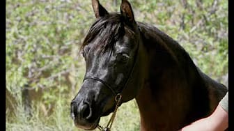Post 6 by AZPIN ARABIANS - Black Straight Egyptian Arabians on YouTube (video)
