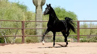 Post 5 by AZPIN ARABIANS - Black Straight Egyptian Arabians on YouTube (video)