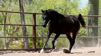 Post 1 by AZPIN ARABIANS - Black Straight Egyptian Arabians on YouTube (video)