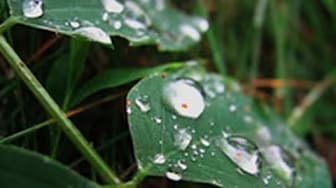 Post 6 by mycology expert on YouTube (video)