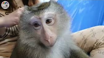 Post 2 by Home Animals on YouTube (video)