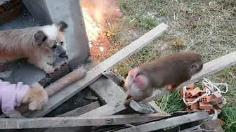 Post 3 by Home Animals on YouTube (video)